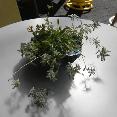 Edelweiss Engelberg